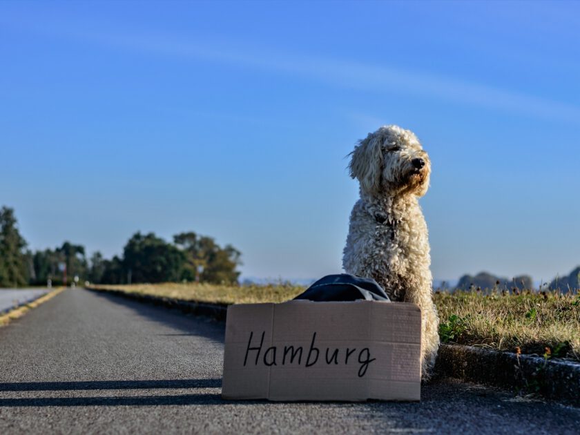 Hund will nach Hamburg